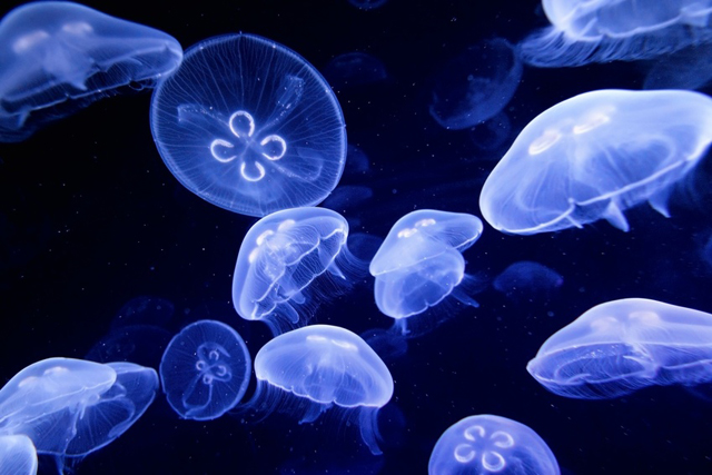 underwater image of jellyfishes