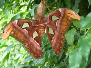 l-ile-aux-papillons